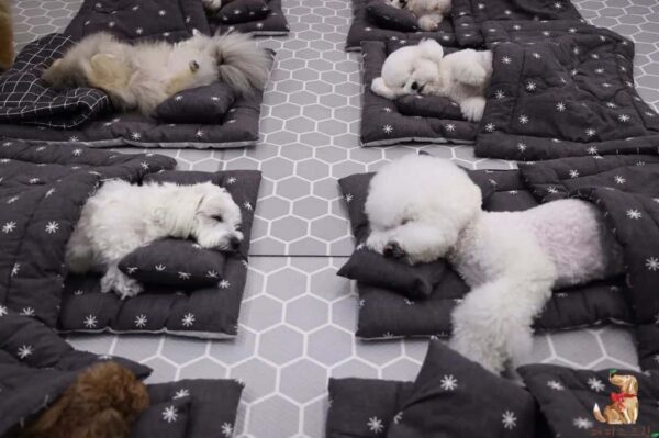 Discover the Delightful Sight of Puppies Snuggled in Sleeping Bags at Daycare!-2