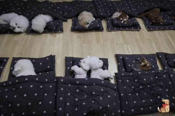 ¡Descubra la encantadora vista de los cachorros acurrucados en sacos de dormir en la guardería!-3