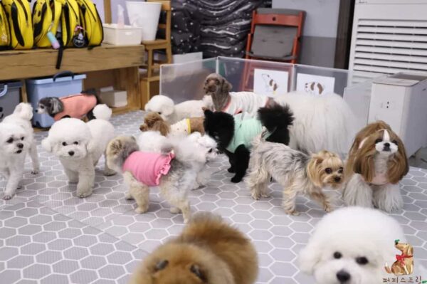 ¡Descubra la encantadora vista de los cachorros acurrucados en sacos de dormir en la guardería!-4