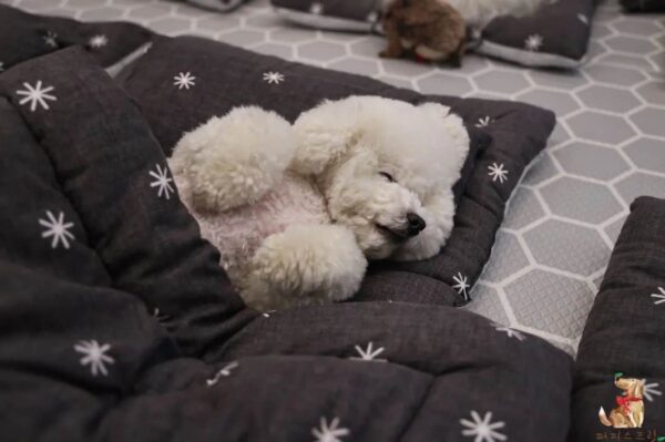 Discover the Delightful Sight of Puppies Snuggled in Sleeping Bags at Daycare!-5