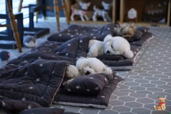 Discover the Delightful Sight of Puppies Snuggled in Sleeping Bags at Daycare!-6