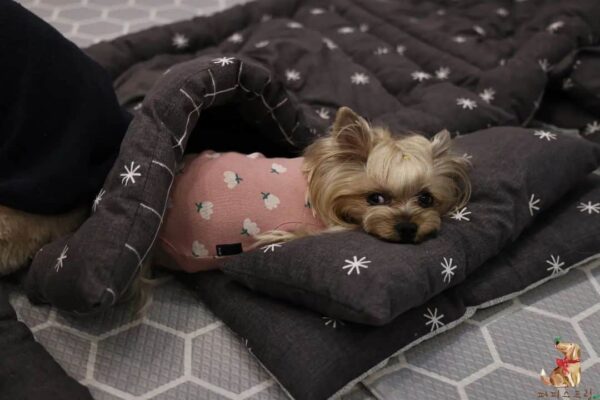 Discover the Delightful Sight of Puppies Snuggled in Sleeping Bags at Daycare!-7