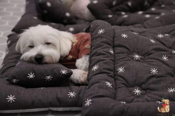 Discover the Delightful Sight of Puppies Snuggled in Sleeping Bags at Daycare!-8