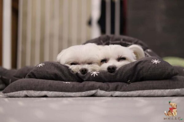 ¡Descubra la encantadora vista de los cachorros acurrucados en sacos de dormir en la guardería!-9