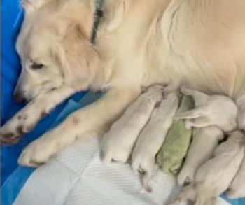 Descubre la increíble historia de Shamrock: ¡El cachorro que cambió de color y capturó corazones!-1