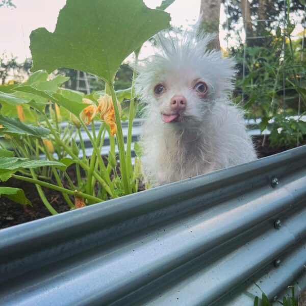 ¡Descubre el misterio detrás del perro que cautiva los corazones de todos!-2