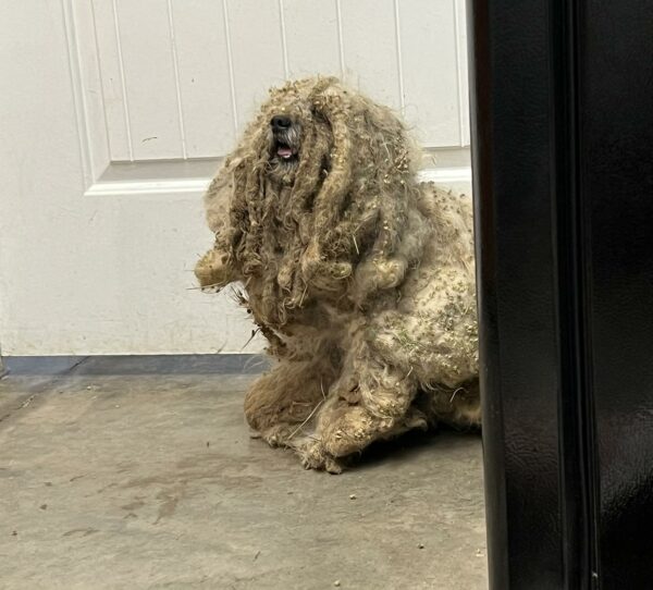 Descubra la sorprendente transformación de un perro abandonado en una preciosa mascota-1