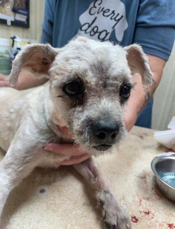 Descubra la sorprendente transformación de un perro abandonado en una preciosa mascota-4