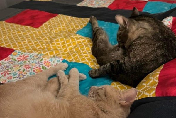 Discover the Touching Saga of Two Shy Cats and the Guardian Angel Who Couldn't Leave Them Behind-10