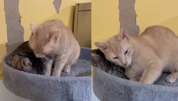 Descubre la conmovedora saga de dos gatos tímidos y el ángel de la guarda que no pudo dejarlos atrás-6