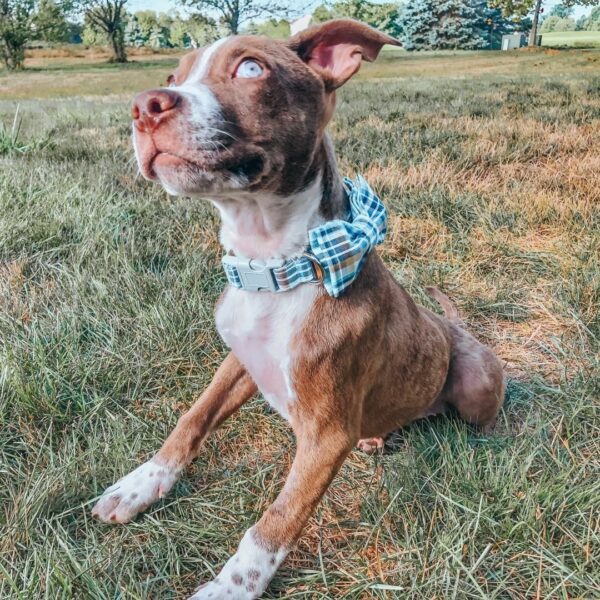 Descubra lo invisible: cómo la asombrosa habilidad de un perro ciego sorprendió a sus dueños-2