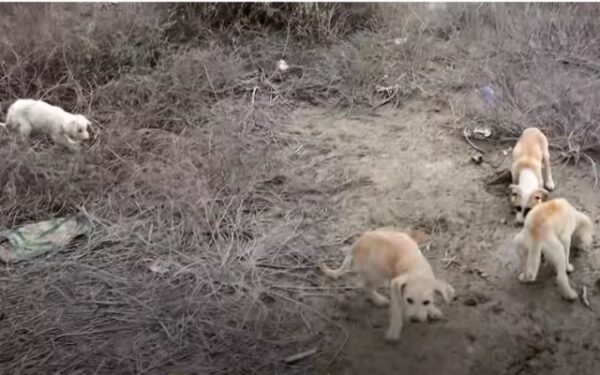 Dramatic Beach Rescue: Terrified Puppy Challenges Rescuers' Grit-1