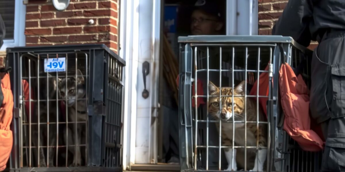 Dramatic Rescue: 24 Pets Saved by Community Heroes in Columbus