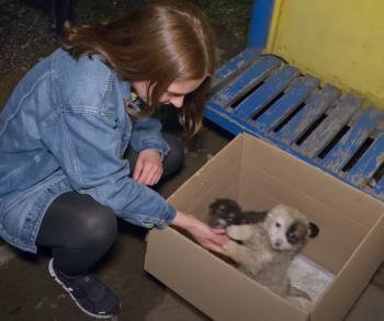 Rescate dramático: Cachorros salvados del peligro en el último momento-1