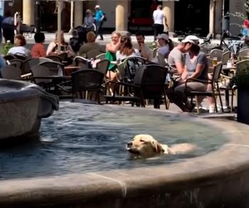 Colas emocionantes: los perros conquistan las aguas en escapadas acuáticas épicas-1