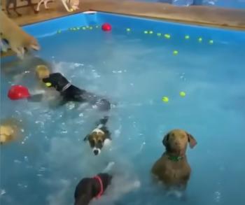 Emocionantes colas: los perros conquistan las aguas en épicas escapadas acuáticas-2