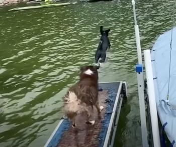 Exciting Tails: Dogs Conquer the Waters in Epic Aquatic Escapades-3