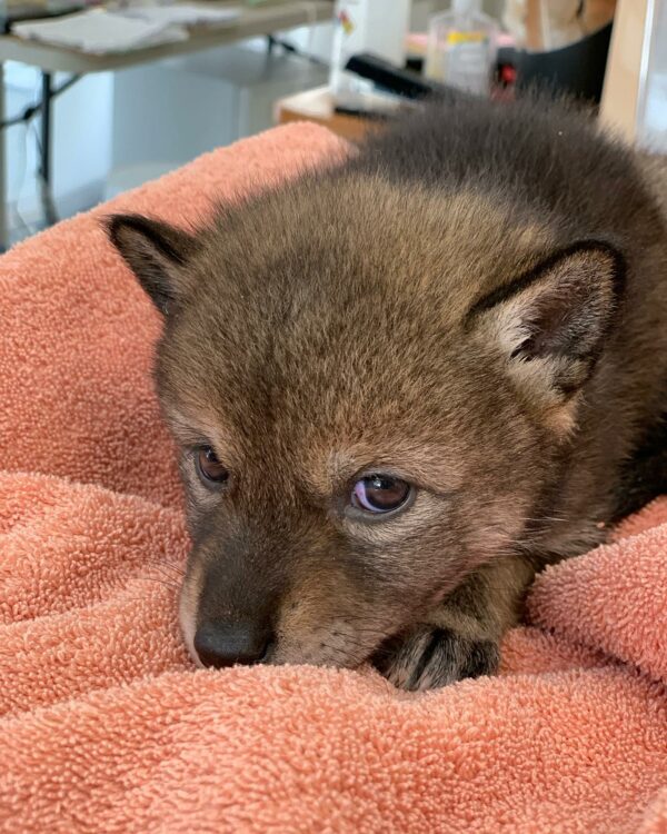 Family's Astounding Discovery: Rescued 'Puppy' Revealed to be Wild Coyote!-1