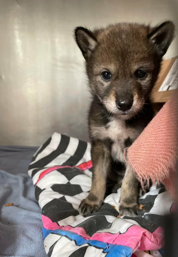 Family's Astounding Discovery: Rescued 'Puppy' Revealed to be Wild Coyote!-3