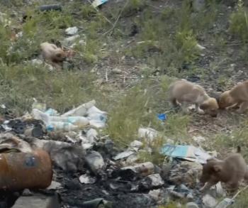 La difícil situación de cuatro cachorros en Ucrania provoca una ola de emoción y acción-1