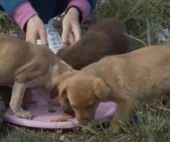 La difícil situación de cuatro cachorros en Ucrania provoca una ola de emoción y acción-2