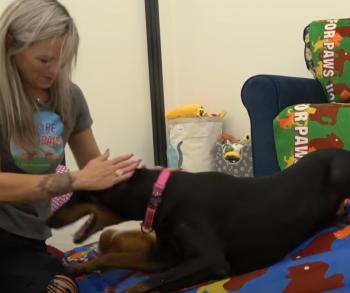 From Abandonment to Affection: The Inspiring Journey of a Doberman with a Rare Genetic Disorder-1