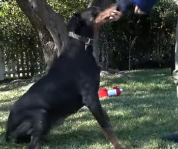 From Abandonment to Affection: The Inspiring Journey of a Doberman with a Rare Genetic Disorder-2