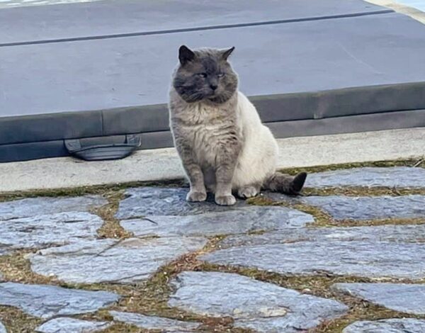 Del disgusto al asombro: cómo un gato gruñón capturó el corazón de un hombre-2