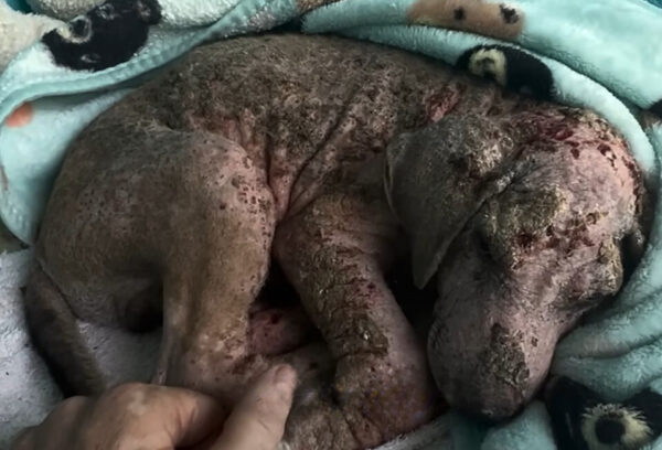 De apenas vivo a amado: la sorprendente transformación de un cachorro-1