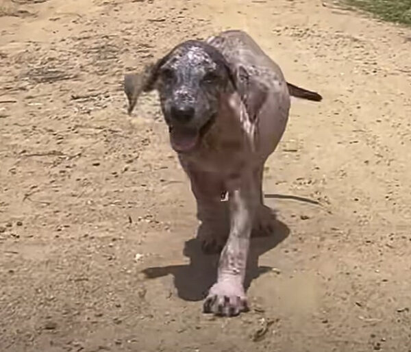 De apenas vivo a amado: la sorprendente transformación de un cachorro-2