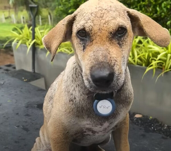 De apenas vivo a amado: la sorprendente transformación de un cachorro-3