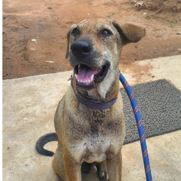 De apenas vivo a amado: la sorprendente transformación de un cachorro-4