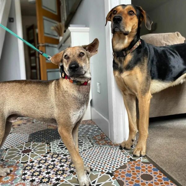 De apenas vivo a amado: la sorprendente transformación de un cachorro-5