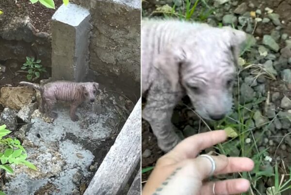 De la desesperación al deleite: la sorprendente recuperación de un cachorro del lecho del río-1