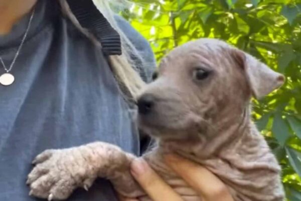 From Despair to Delight: The Astonishing Recovery of a Riverbed Puppy-2