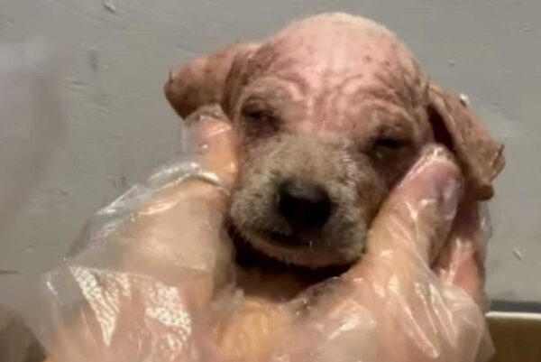 De la desesperación al deleite: la sorprendente recuperación de un cachorro del lecho del río-3