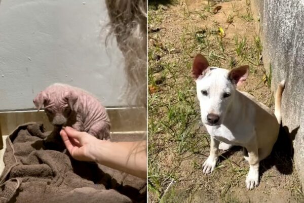 De la desesperación al deleite: la asombrosa recuperación de un cachorro del lecho del río-4