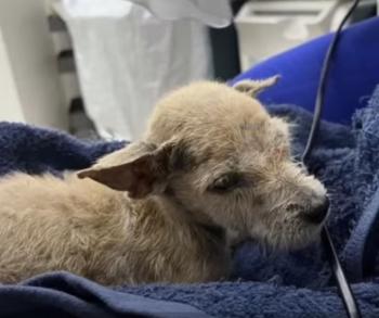 From Despair to Delight: The Miraculous Journey of a Rescued Puppy-1