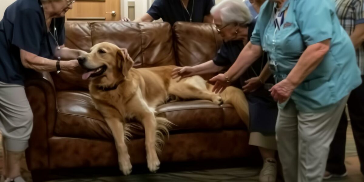 From Shelter to Soul Mate: The Dog Who Changed a Nursing Home