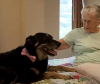 From Shelter to Soul Mate: The Dog Who Changed a Nursing Home-3