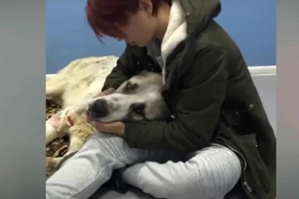 From Street Shadows to Sunshine: The Tale of a Dog's Miraculous Recovery-2