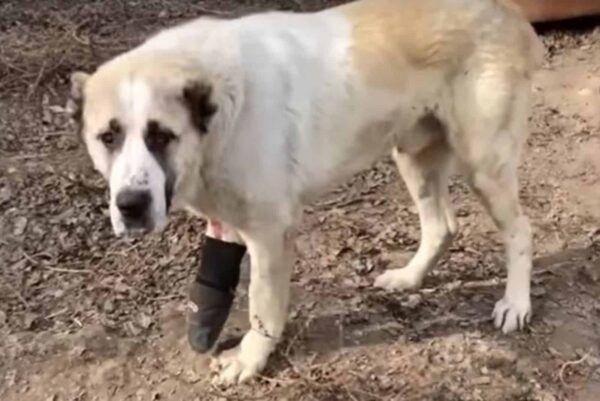 De las sombras de la calle al sol: la historia de la milagrosa recuperación de un perro-3