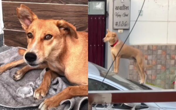 From Streets to Safety: How a Couple's Love Rescued Jalebi the Stray Dog-1