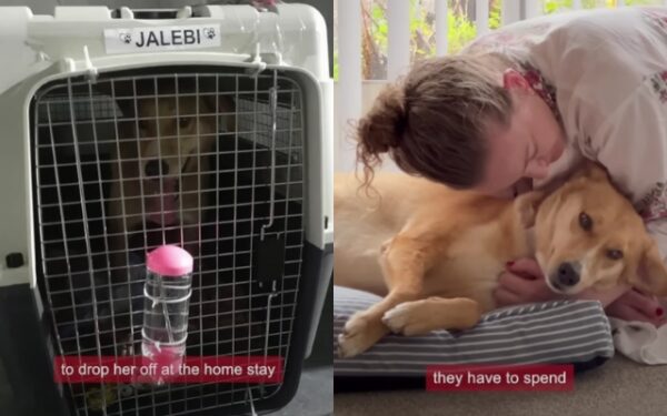 From Streets to Safety: How a Couple's Love Rescued Jalebi the Stray Dog-2