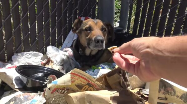 From Trash Piles to Joy: The Unbelievable Journey of a Rescued Dog-2