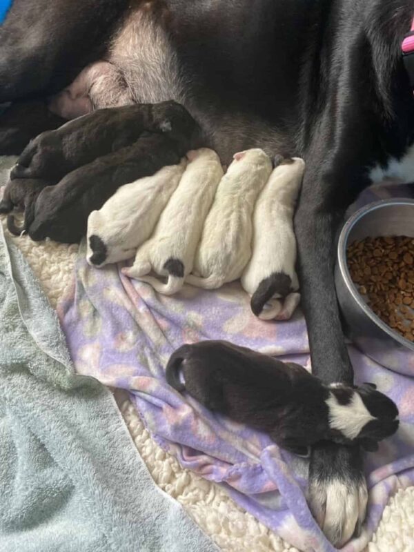 Giant Dog Adopts Unexpected Addition: A Heart-Tugging Tale of Cross-Species Love-2