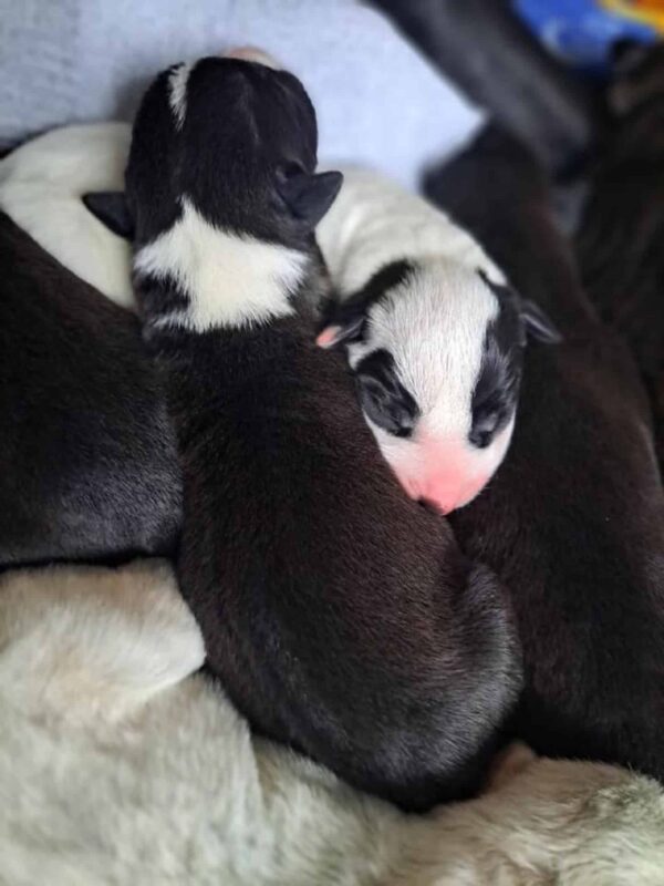 Giant Dog Adopts Unexpected Addition: A Heart-Tugging Tale of Cross-Species Love-3