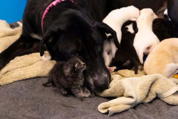 Un perro gigante adopta una adición inesperada: una conmovedora historia de amor entre especies-4