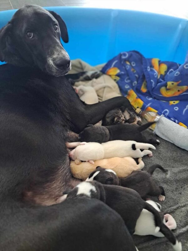 Un perro gigante adopta una adición inesperada: una conmovedora historia de amor entre especies-5