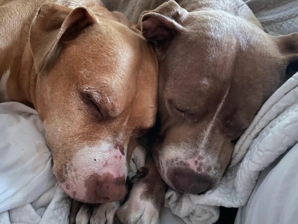 In Sorrow They Found Each Other: The Tale of Two Dogs and their Unbreakable Bond-3